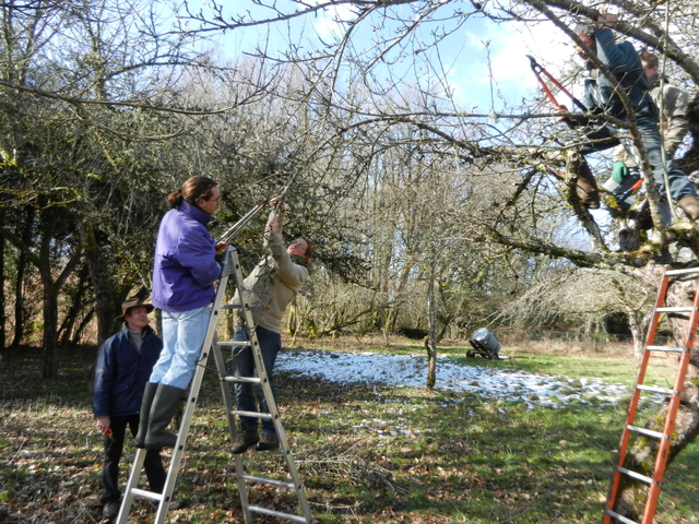 Initiation à la taille d'arbres fruitiers