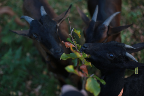 vasi jeunes atelier ferme 2014 02